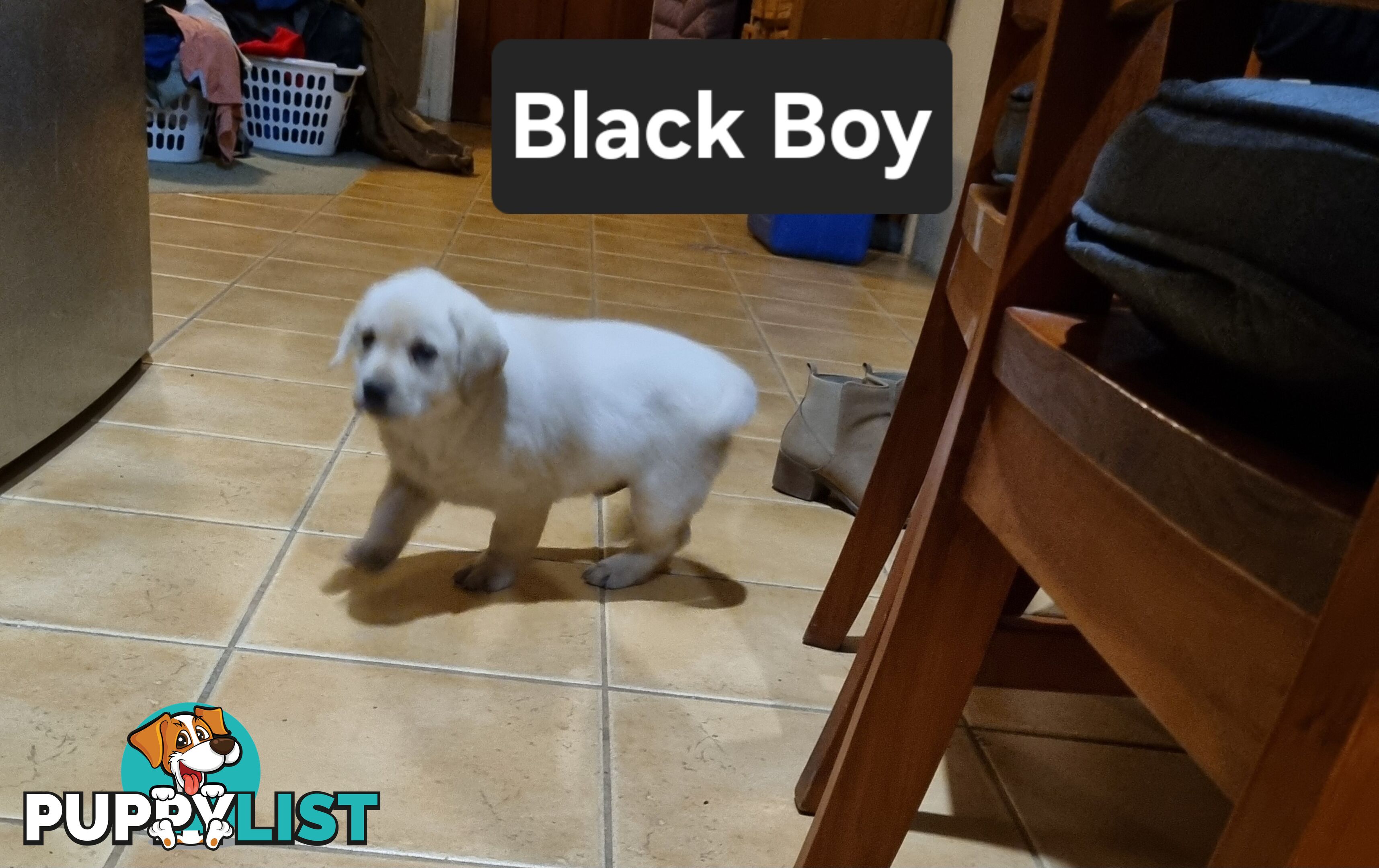 Labrador Puppies 8 weeks old