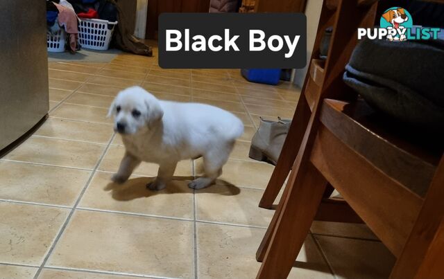Labrador Puppies 8 weeks old