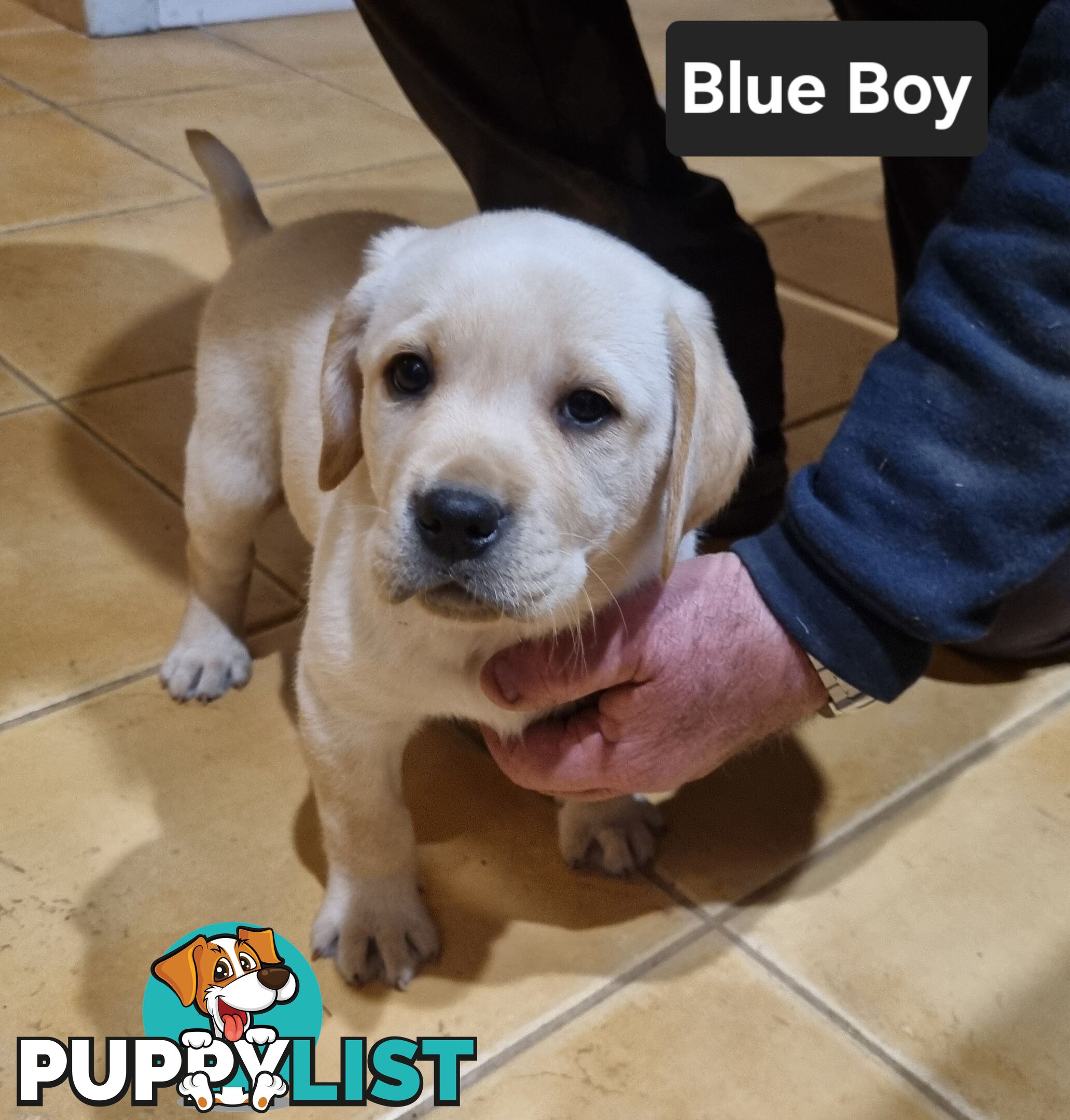 Labrador Puppies 8 weeks old