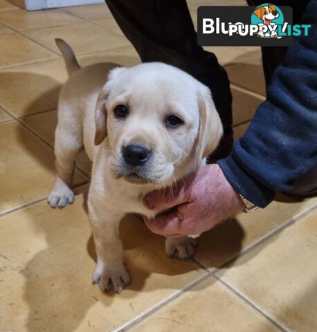 Labrador Puppies 8 weeks old