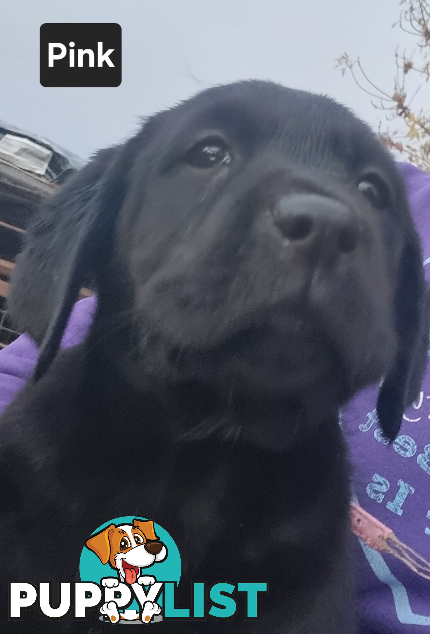 Labrador Puppies 8 weeks old