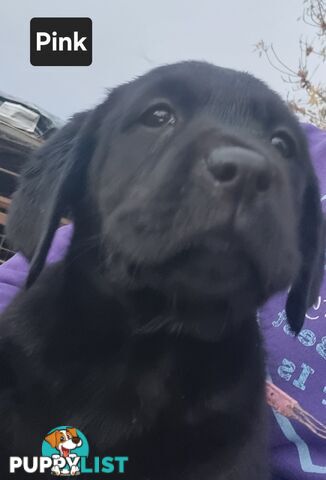 Labrador Puppies 8 weeks old