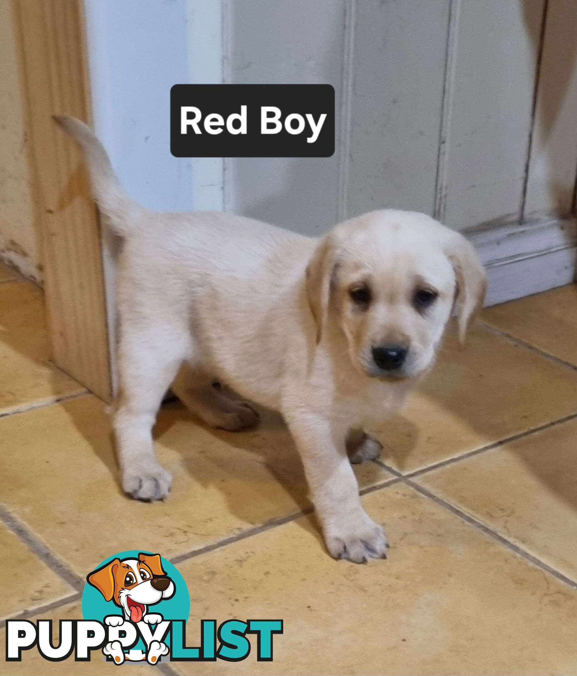 Labrador Puppies 8 weeks old