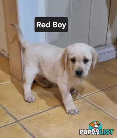 Labrador Puppies 8 weeks old