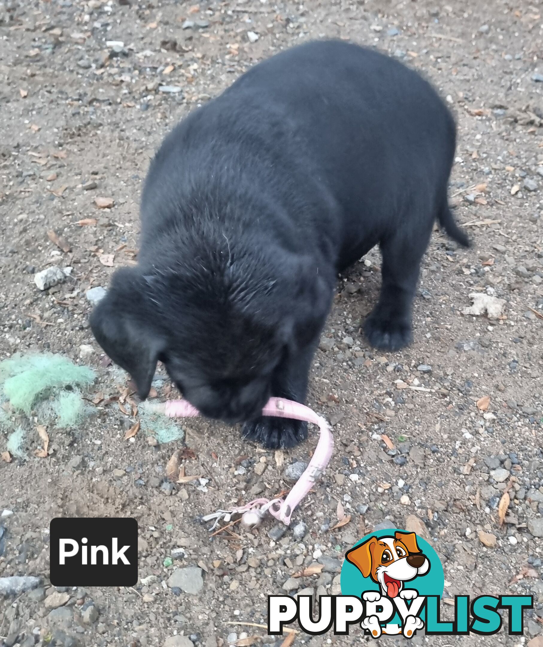 Labrador Puppies 8 weeks old
