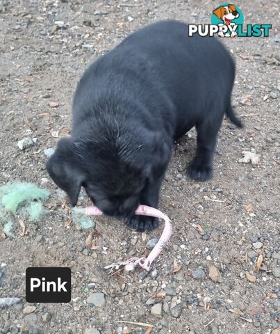 Labrador Puppies 8 weeks old
