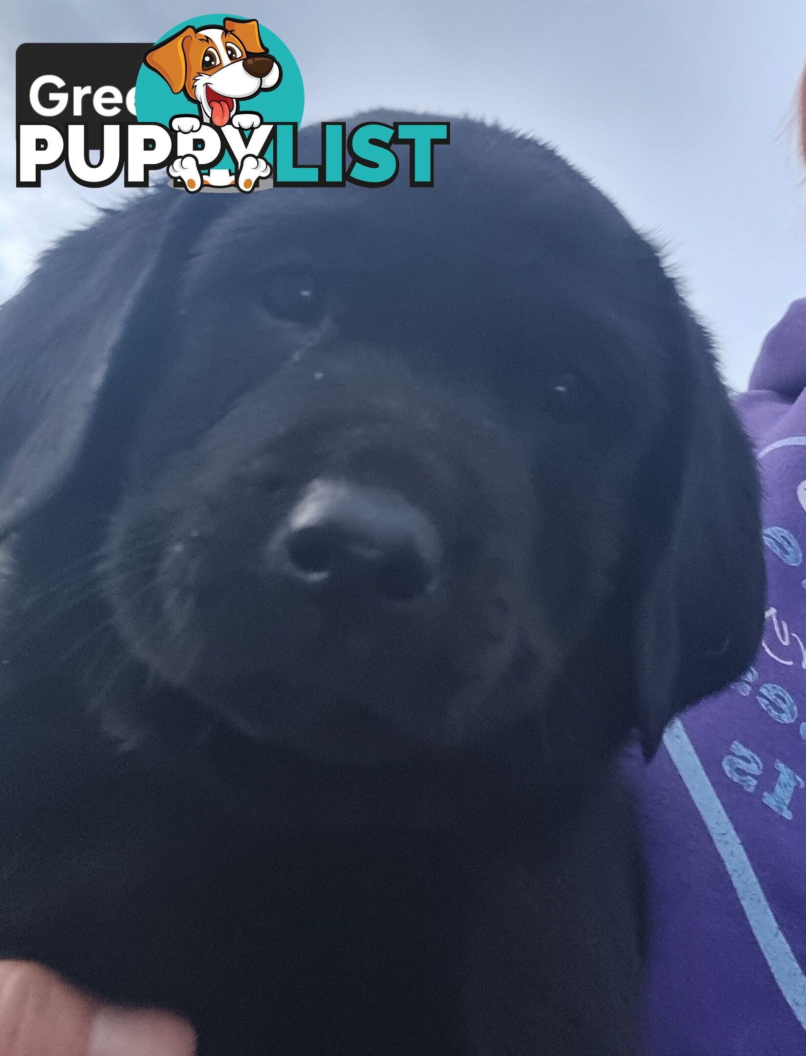 Labrador Puppies 8 weeks old