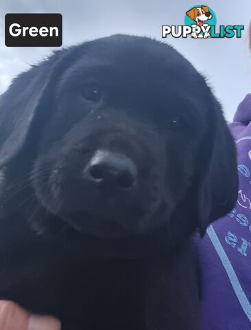 Labrador Puppies 8 weeks old