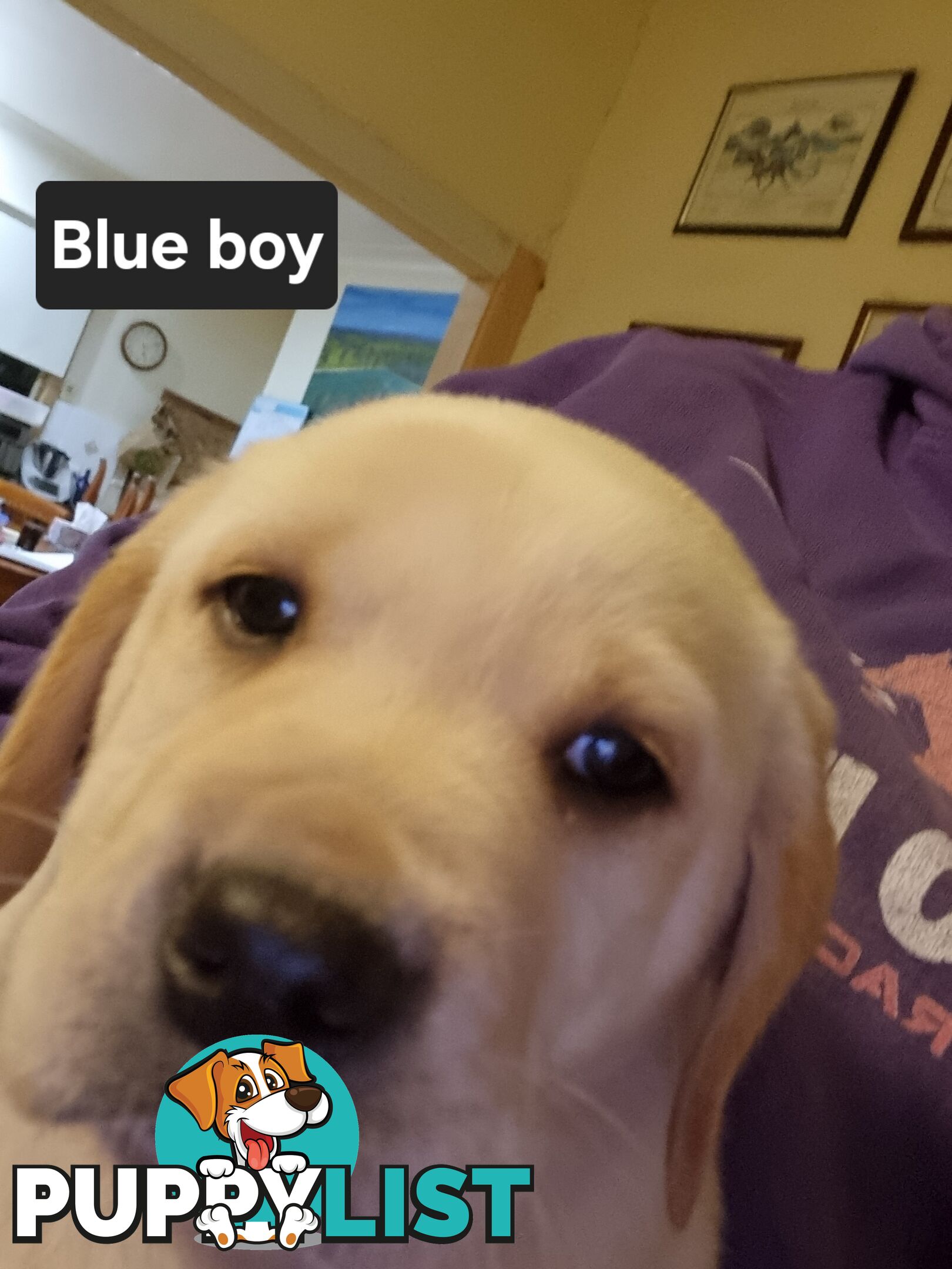 Labrador Puppies 8 weeks old