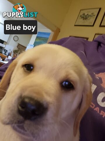 Labrador Puppies 8 weeks old