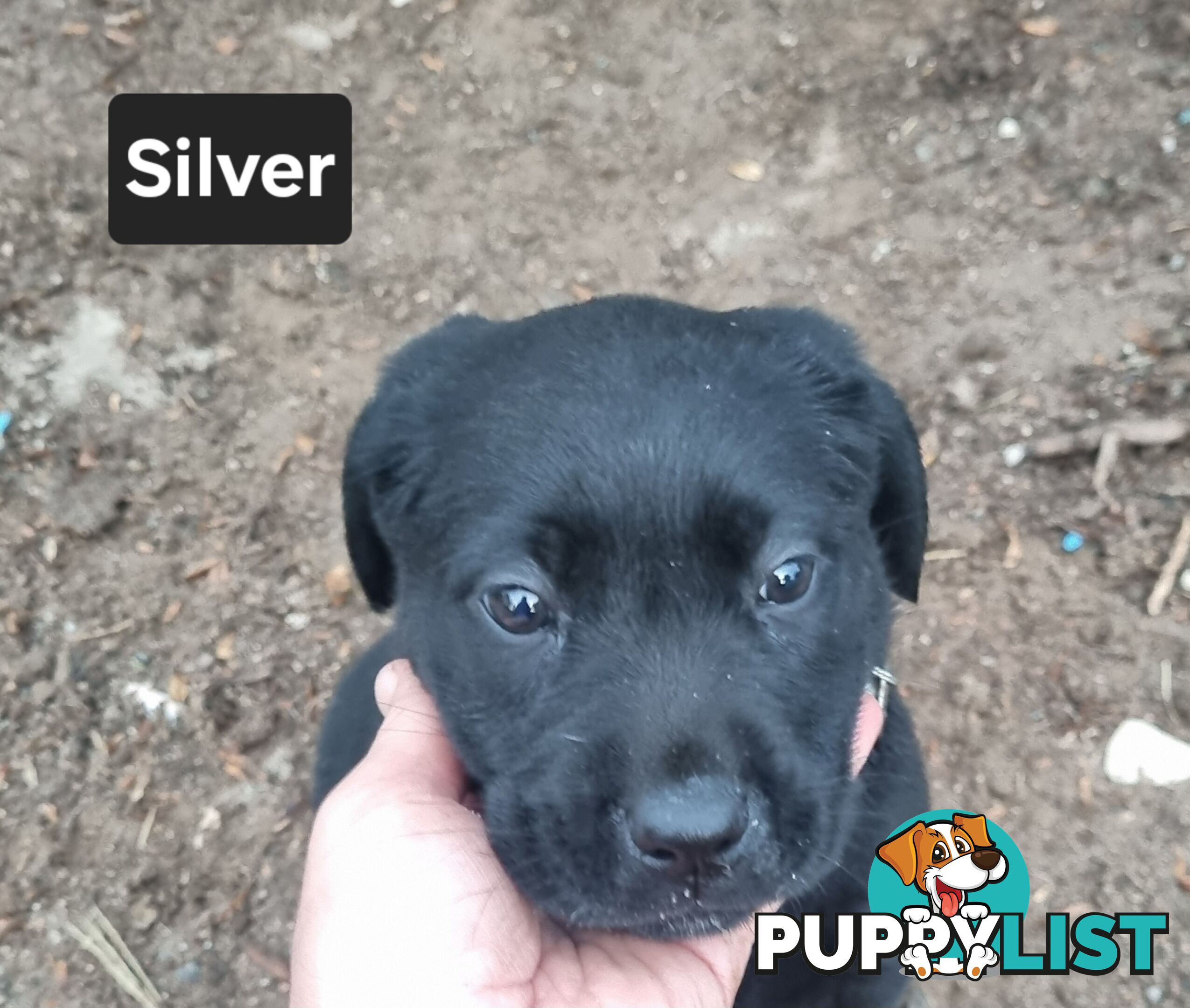 Labrador Puppies 8 weeks old
