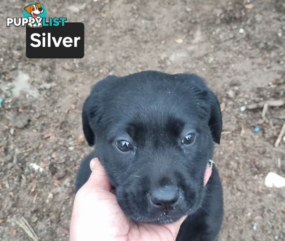 Labrador Puppies 8 weeks old