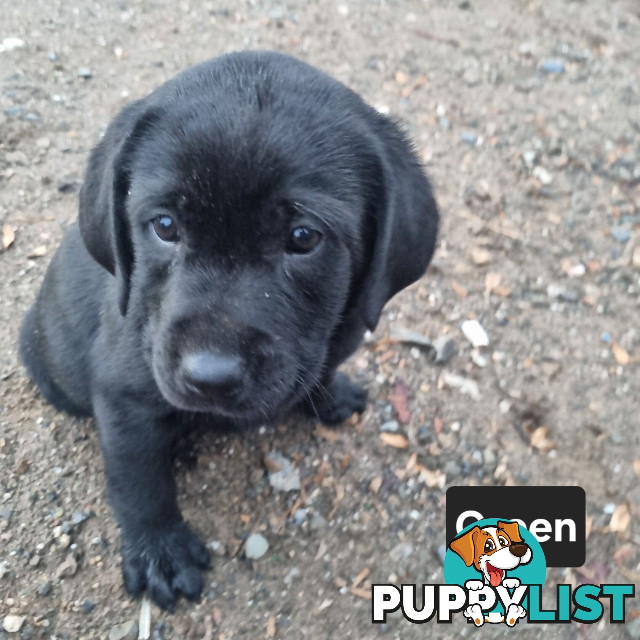 Labrador Puppies 8 weeks old