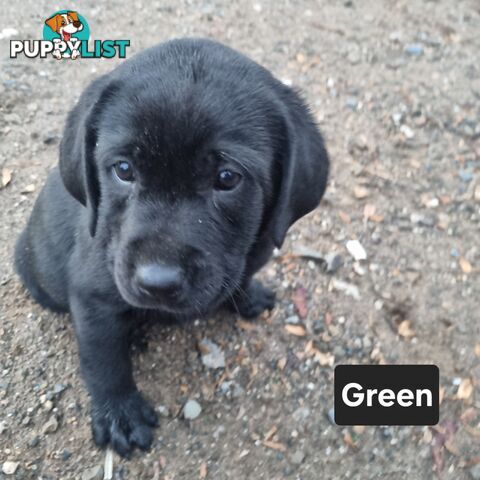 Labrador Puppies 8 weeks old
