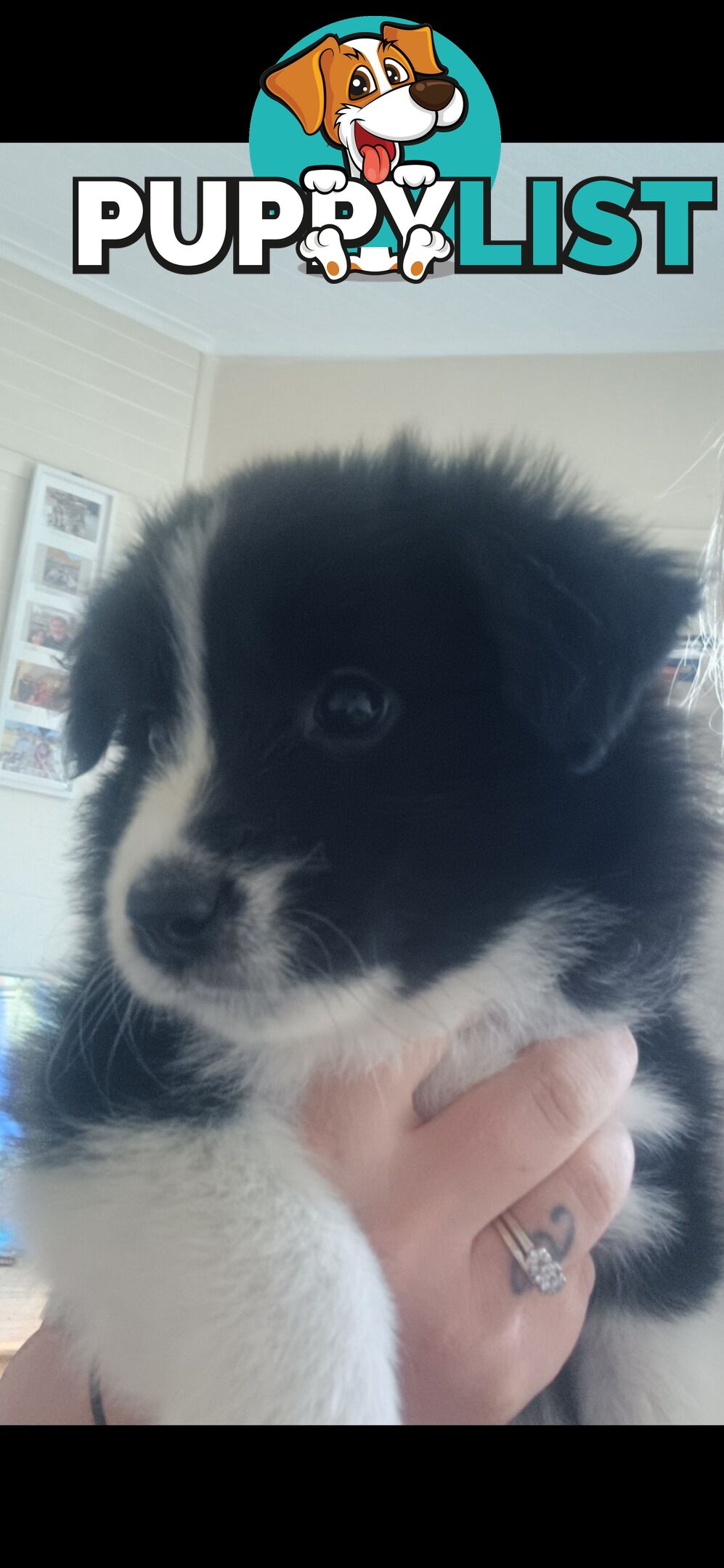 Border Collie Puppies