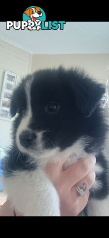 Border Collie Puppies