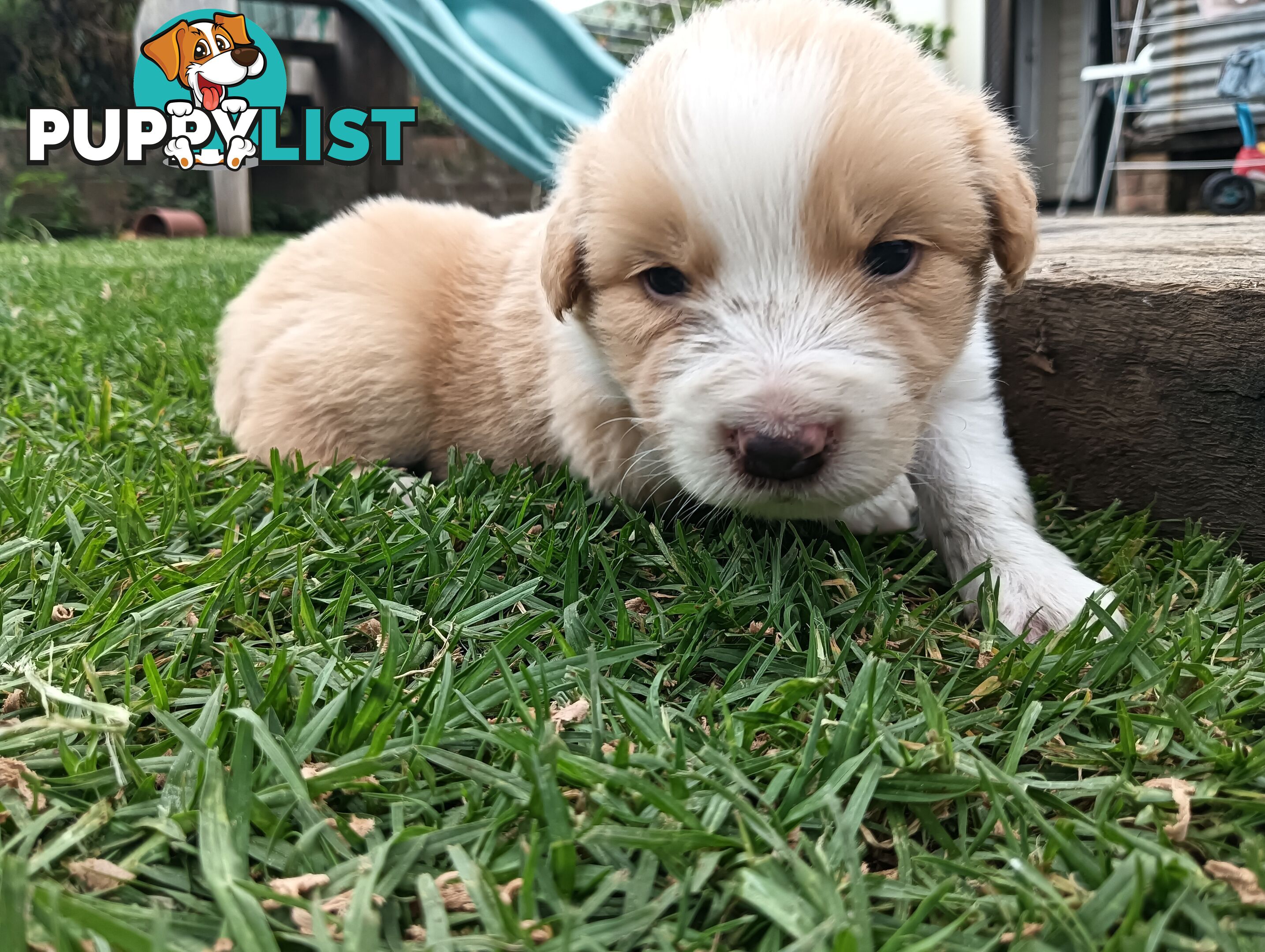 Border Collie Puppies