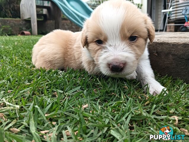 Border Collie Puppies