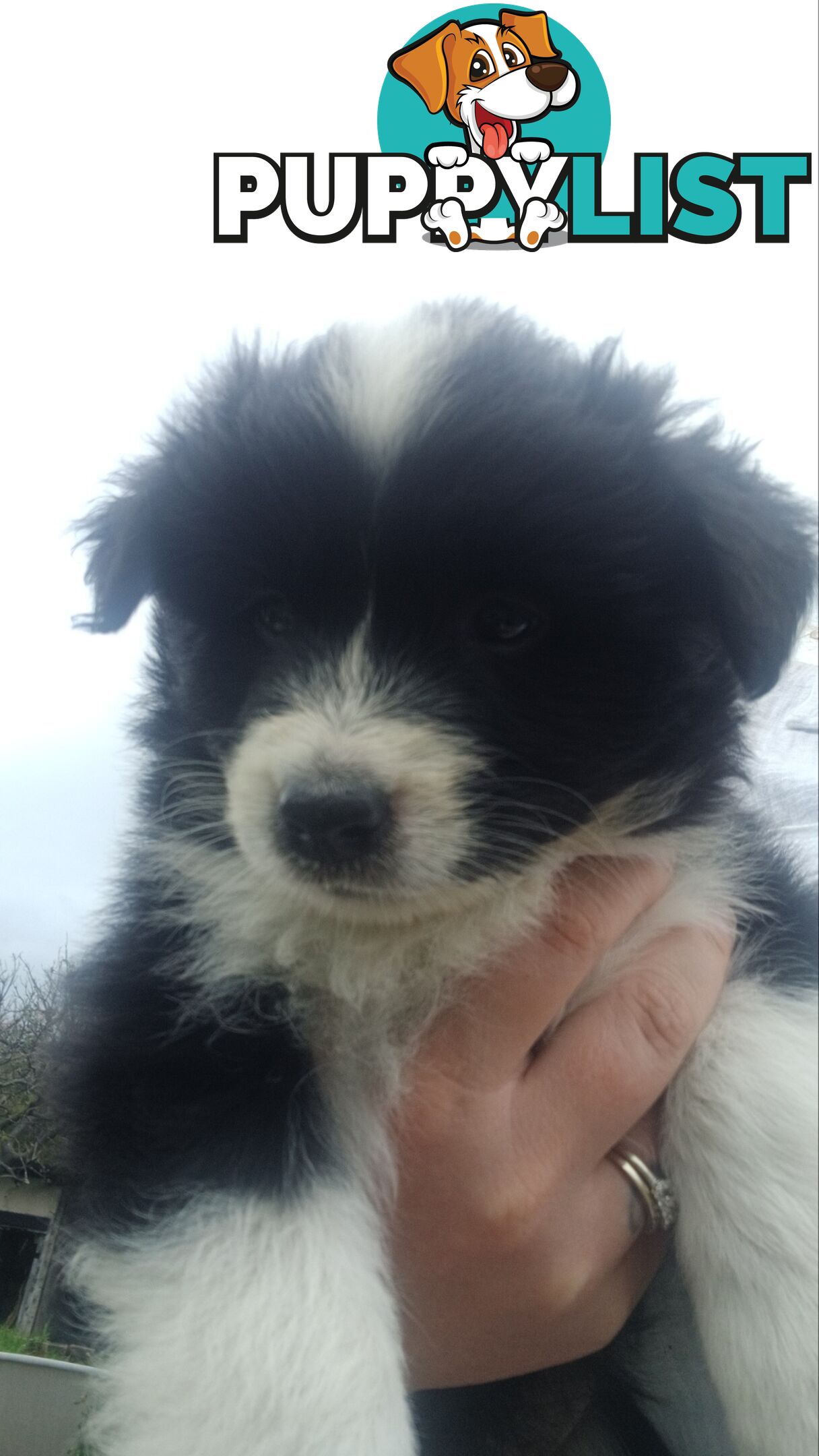 Border Collie Puppies