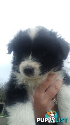 Border Collie Puppies