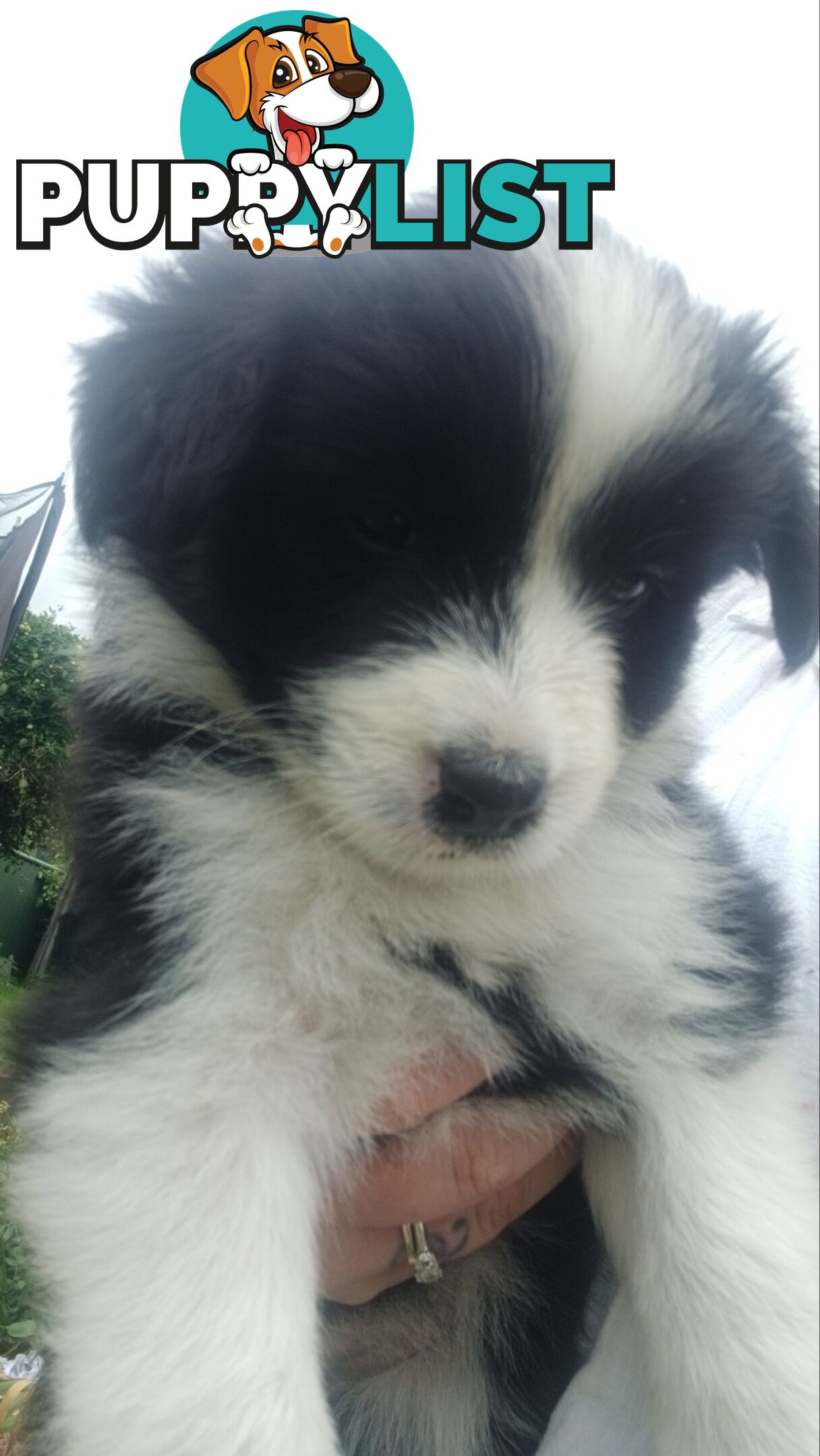 Border Collie Puppies