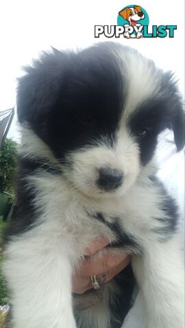 Border Collie Puppies