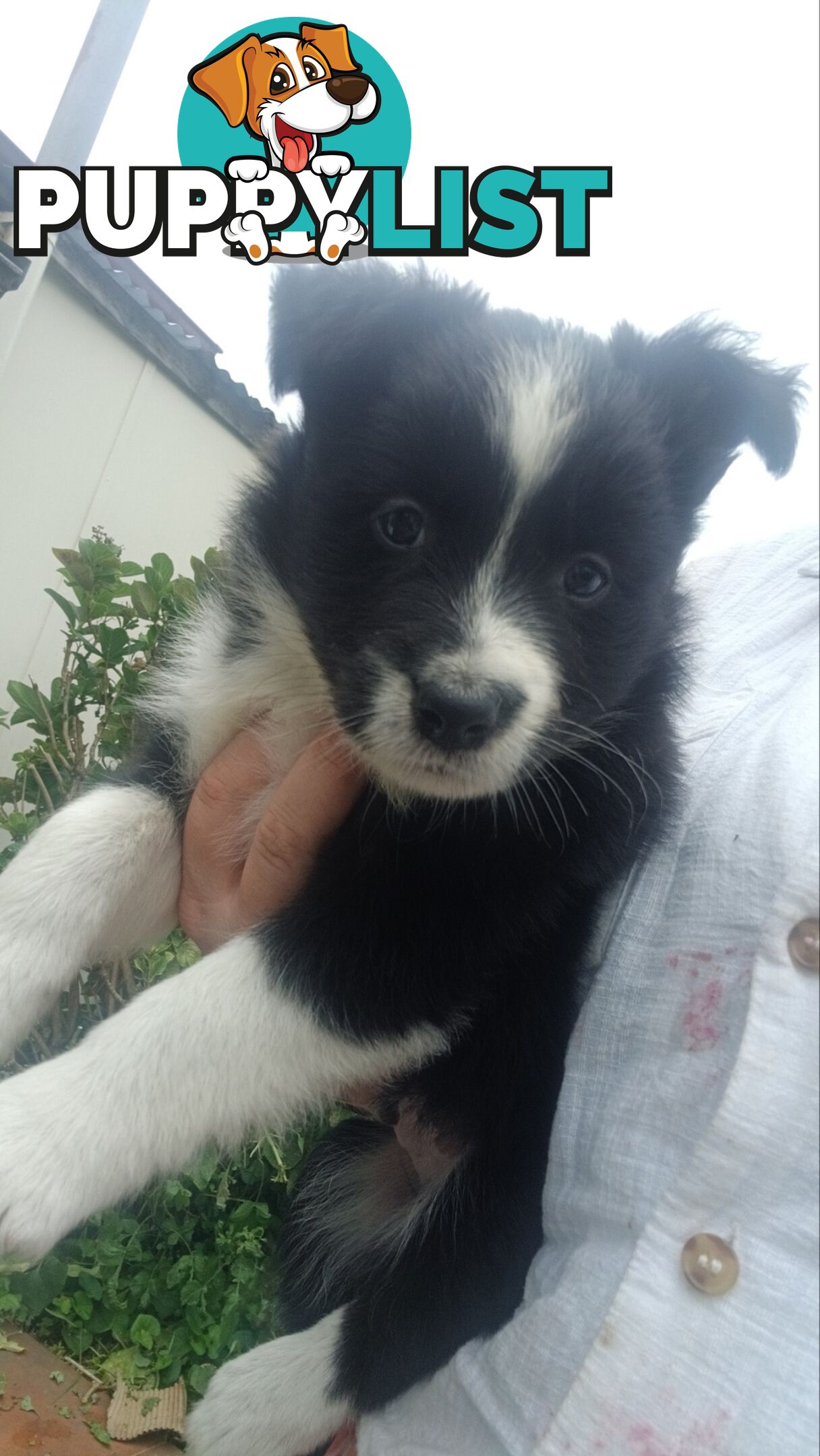 Border Collie Puppies