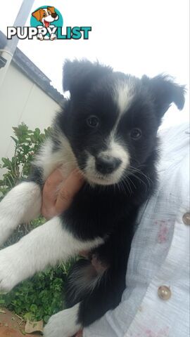 Border Collie Puppies