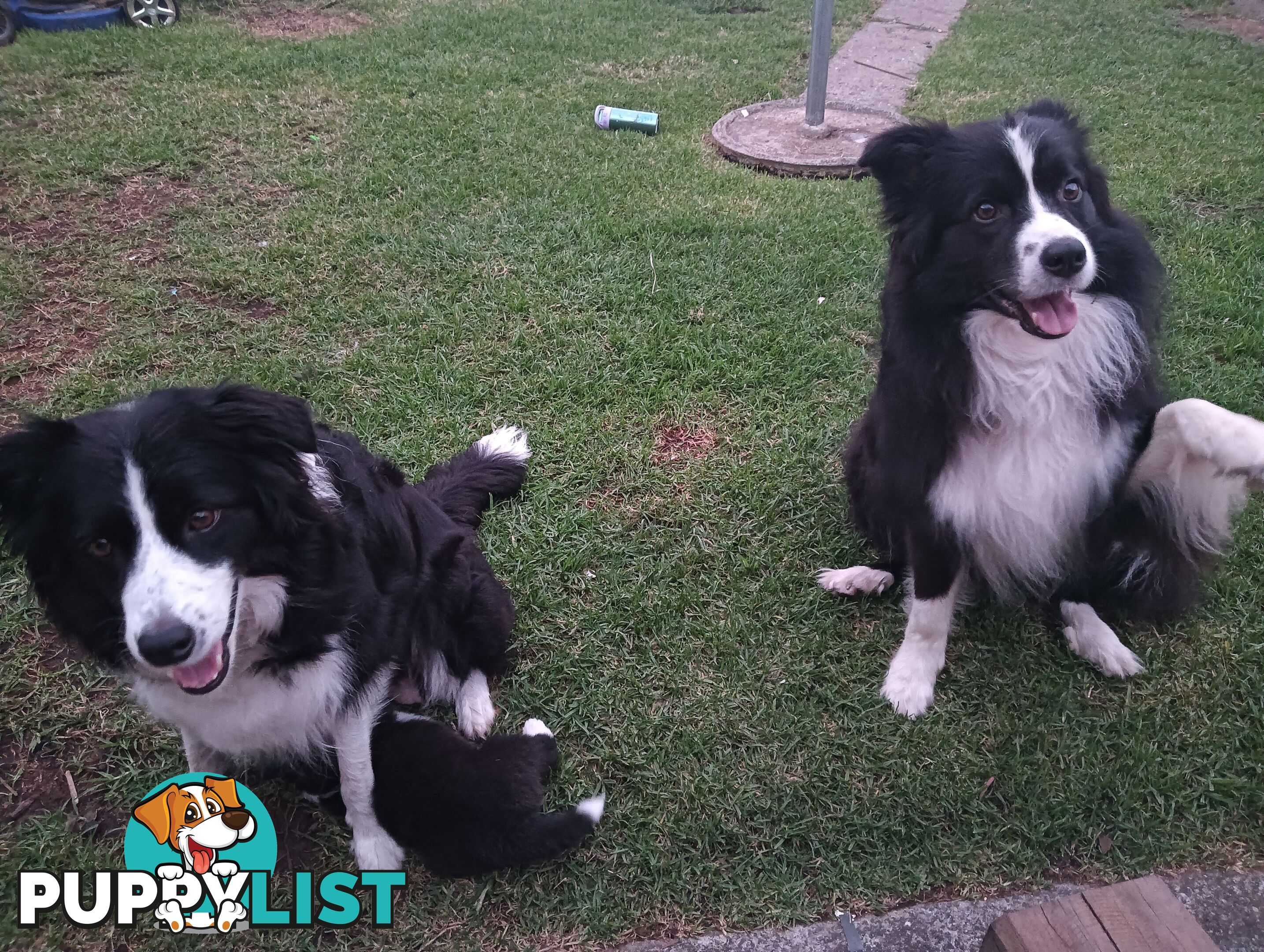 Border Collie Puppies