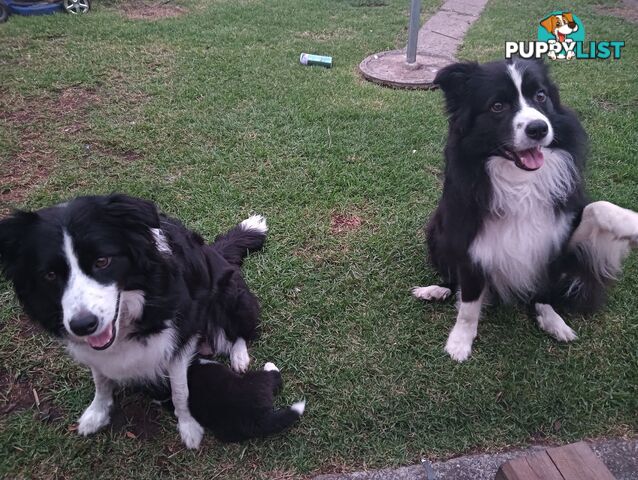 Border Collie Puppies