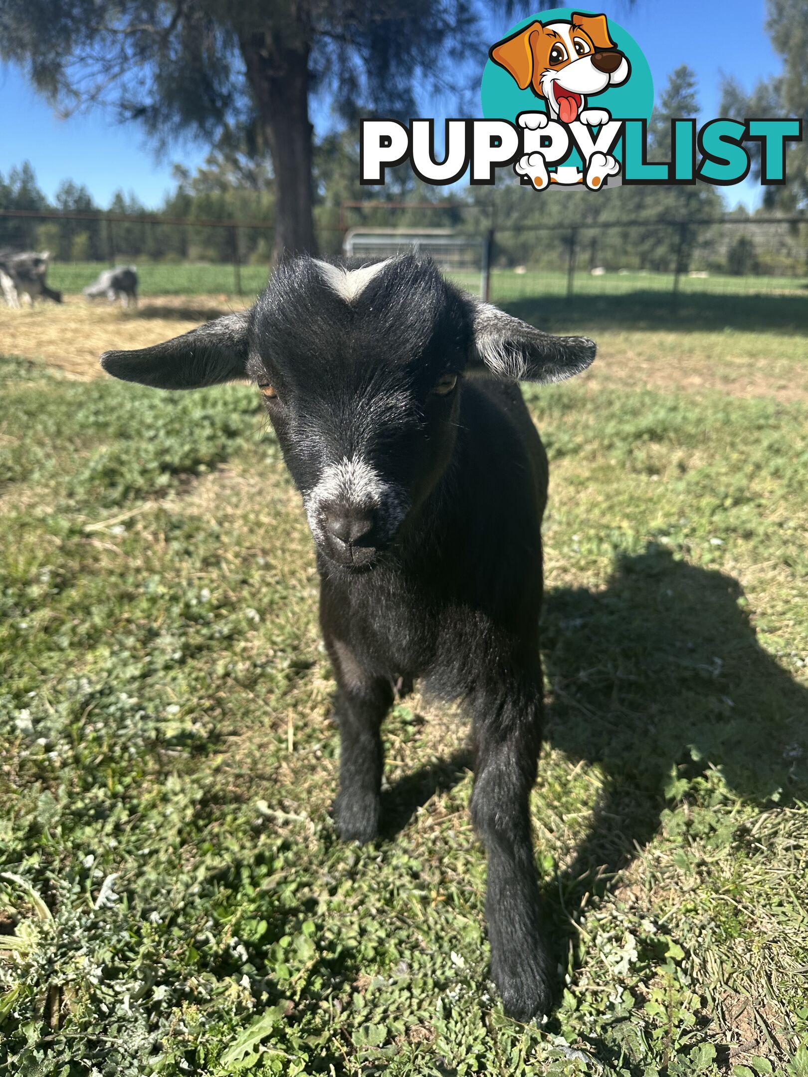Pygmy goat kids 60.54%