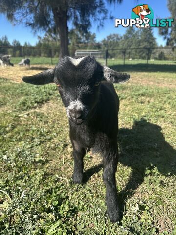 Pygmy goat kids 60.54%