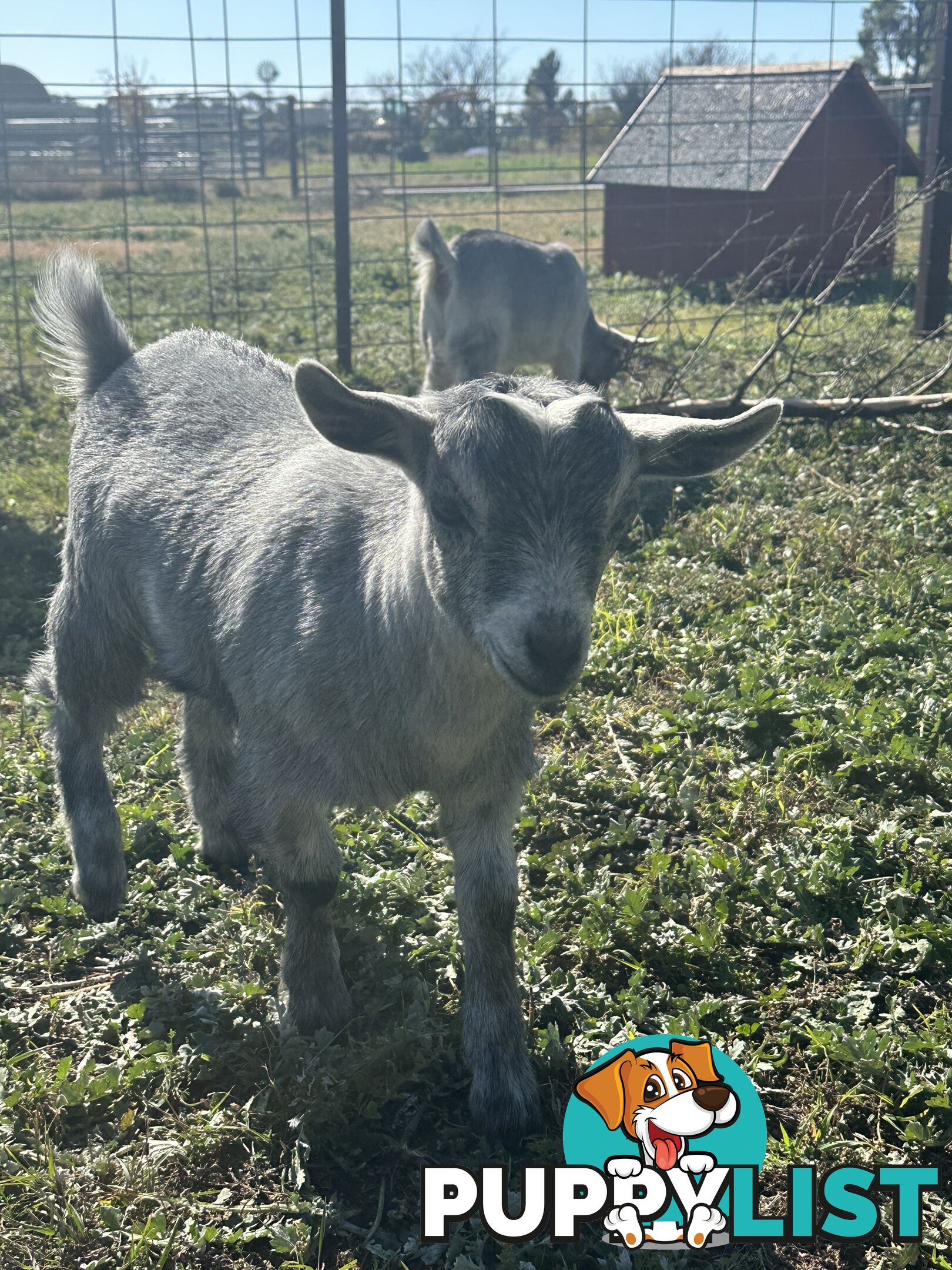 Pygmy goat kids 60.54%