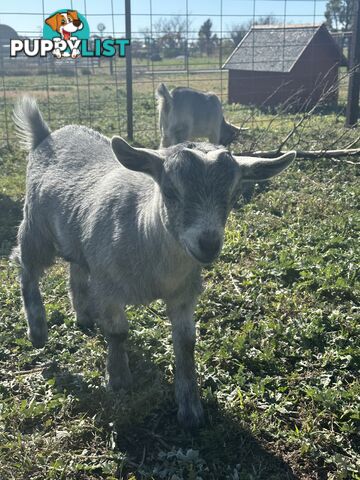 Pygmy goat kids 60.54%