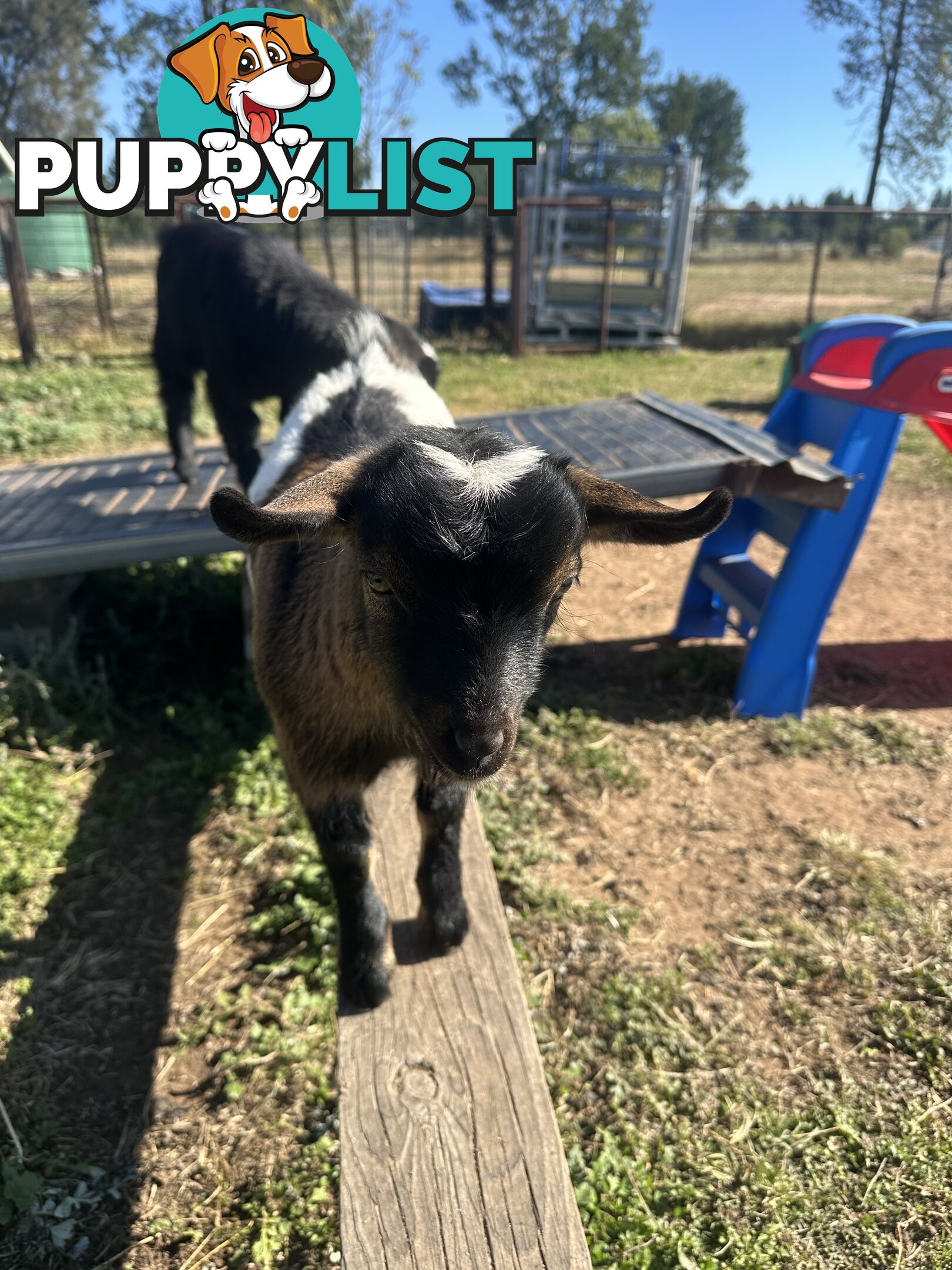 Pygmy goat kids 60.54%