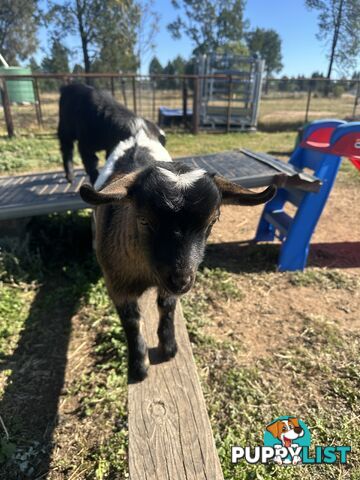 Pygmy goat kids 60.54%