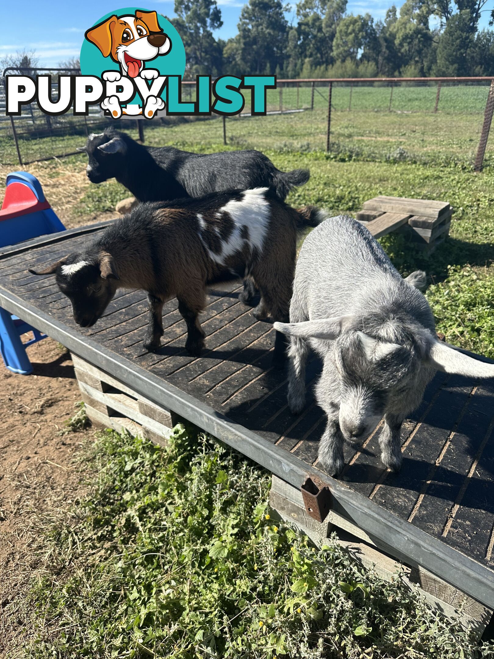 Pygmy goat kids 60.54%