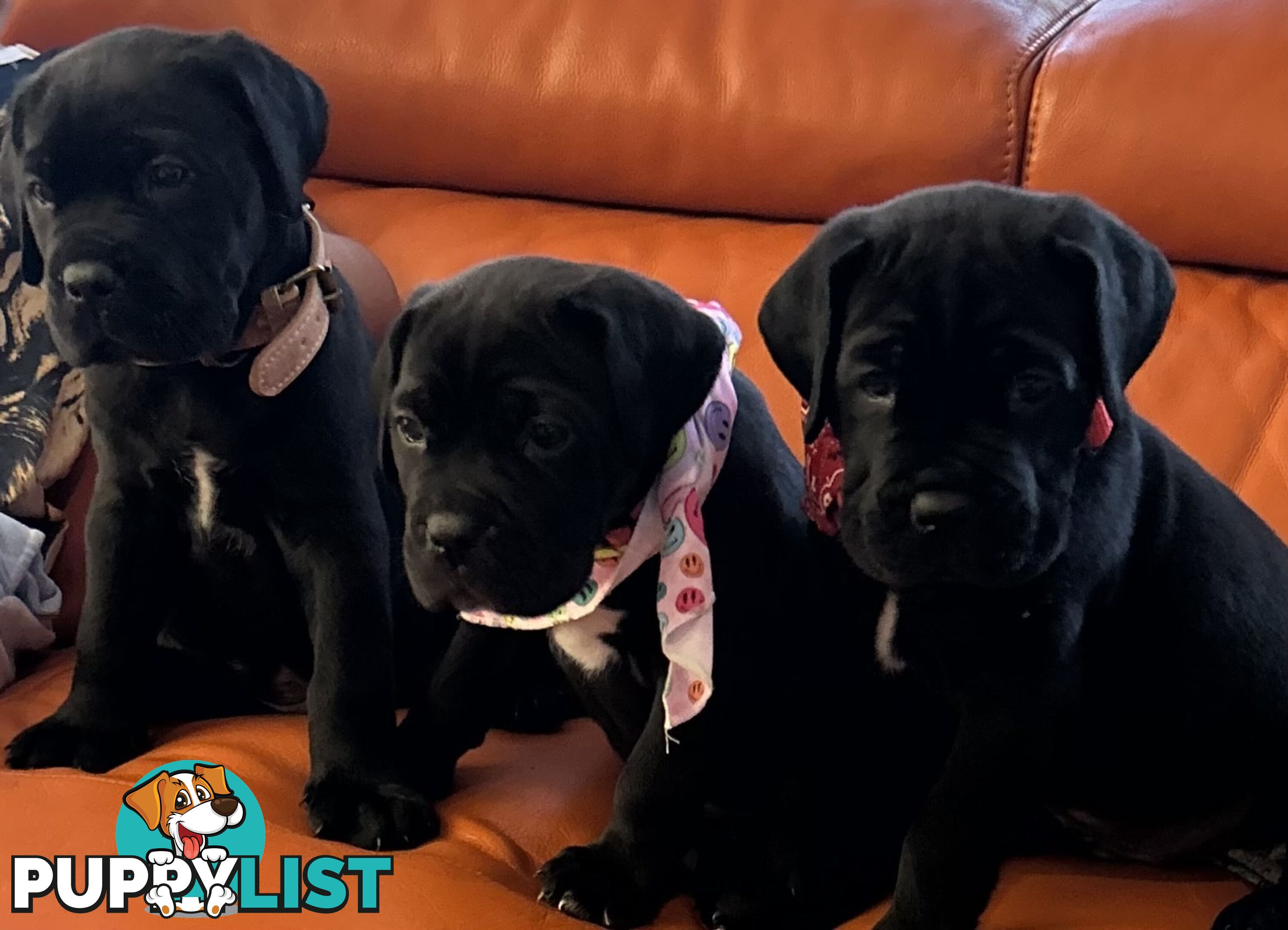 Cane Corso purebred puppies