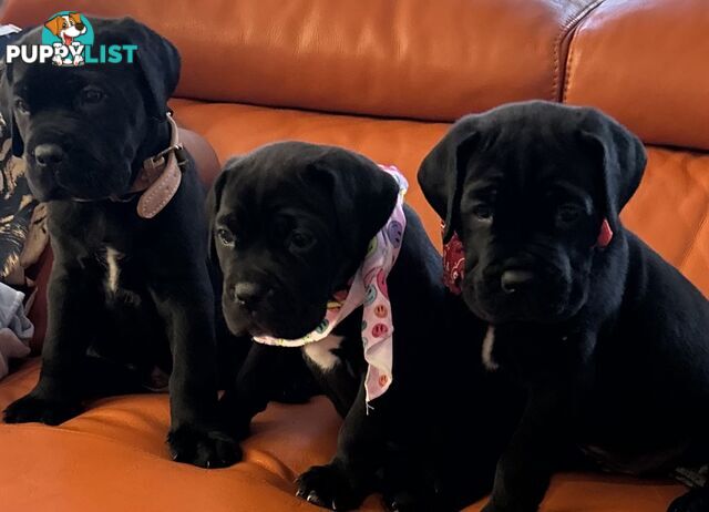 Cane Corso purebred puppies