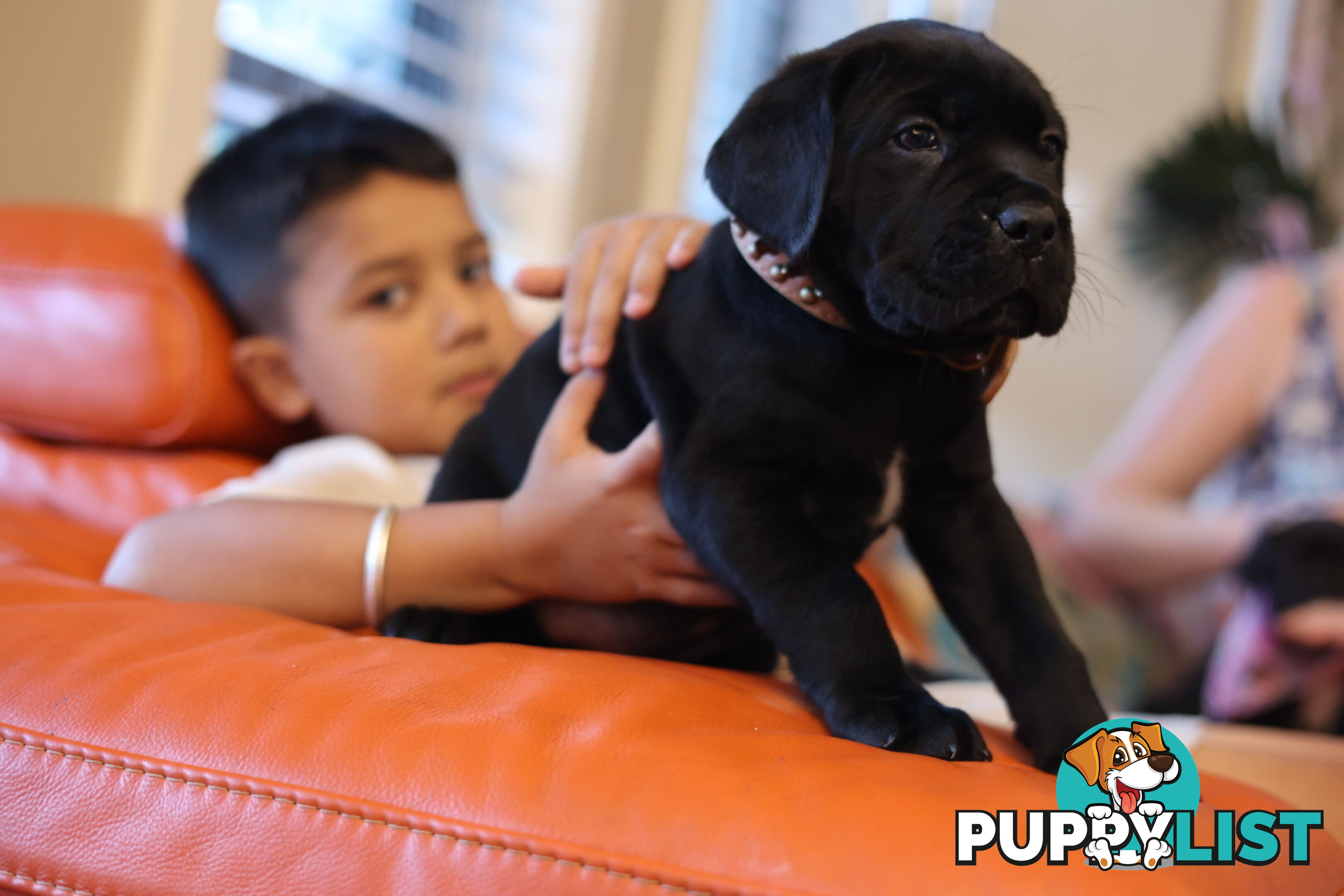 Cane Corso purebred puppies