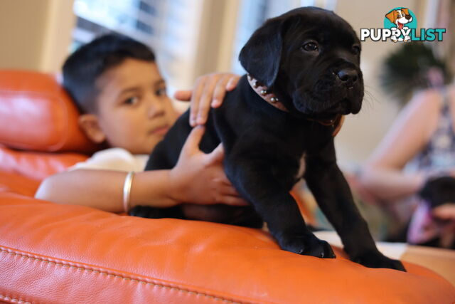 Cane Corso purebred puppies