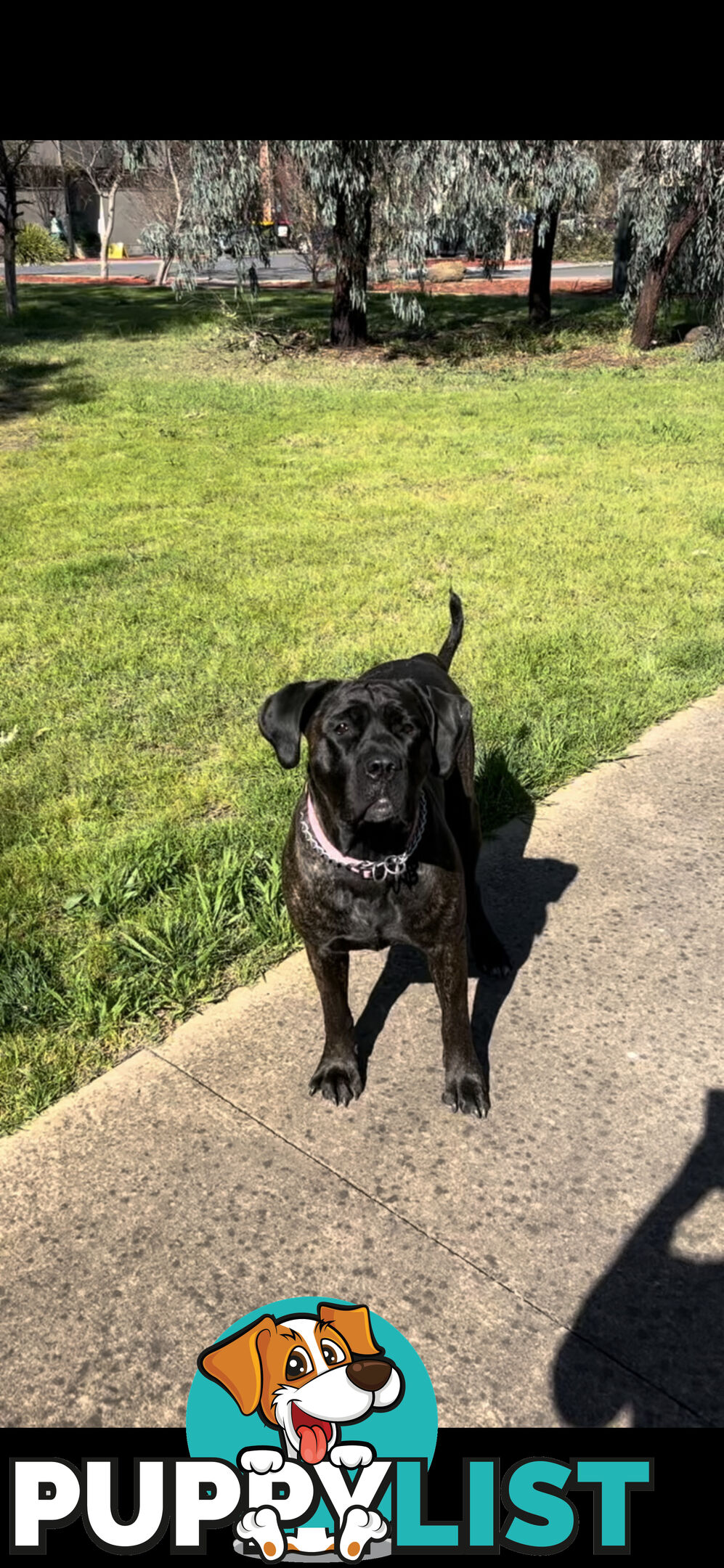 Cane Corso purebred puppies