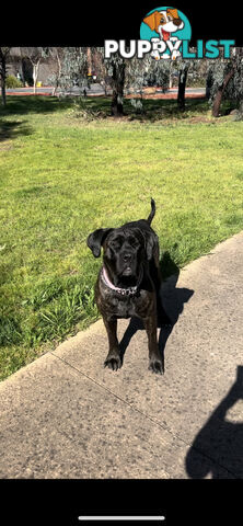 Cane Corso purebred puppies