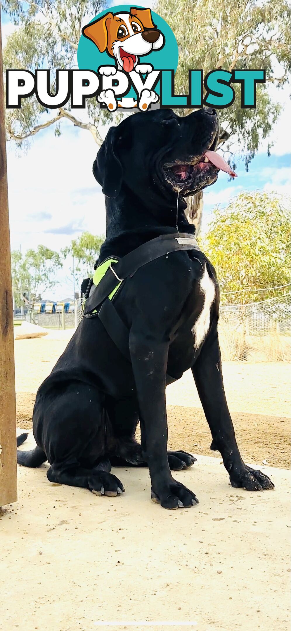 Cane Corso purebred puppies