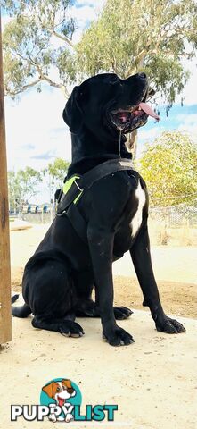 Cane Corso purebred puppies