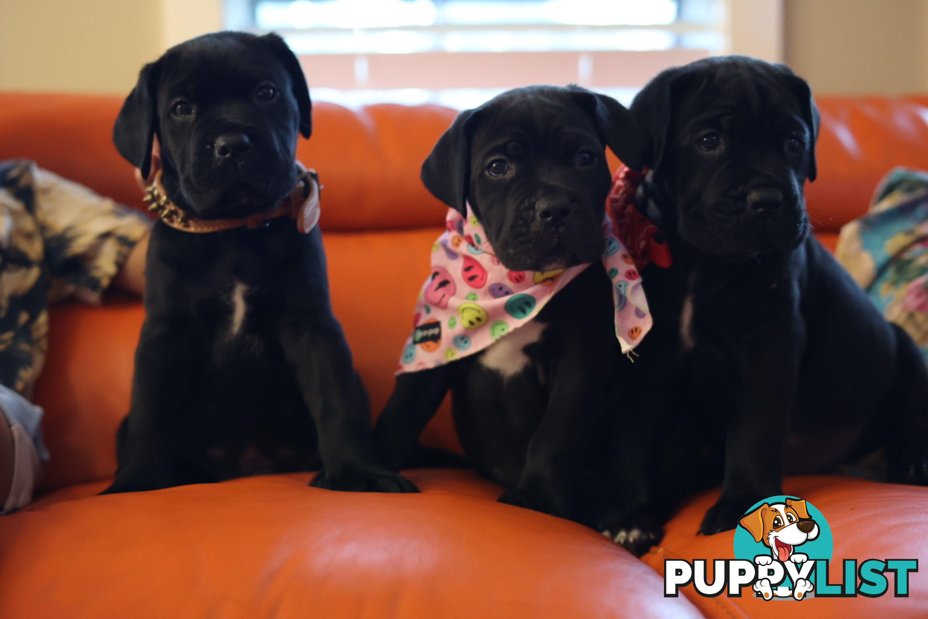 Cane Corso purebred puppies