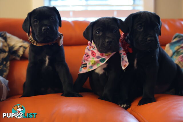 Cane Corso purebred puppies