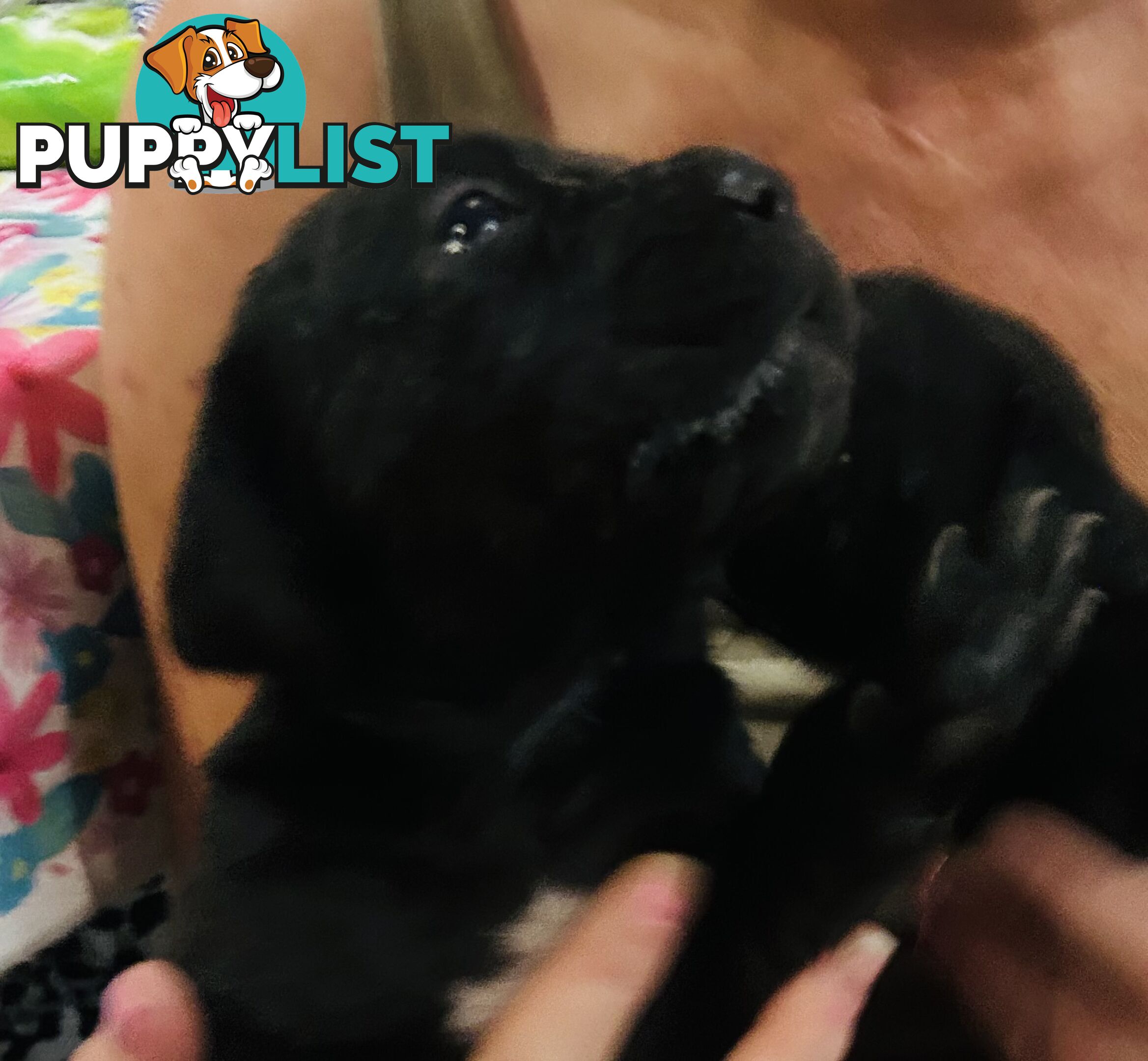 Cane Corso purebred puppies