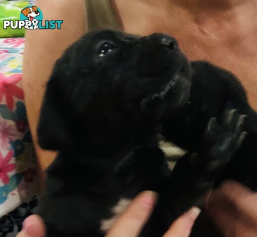 Cane Corso purebred puppies