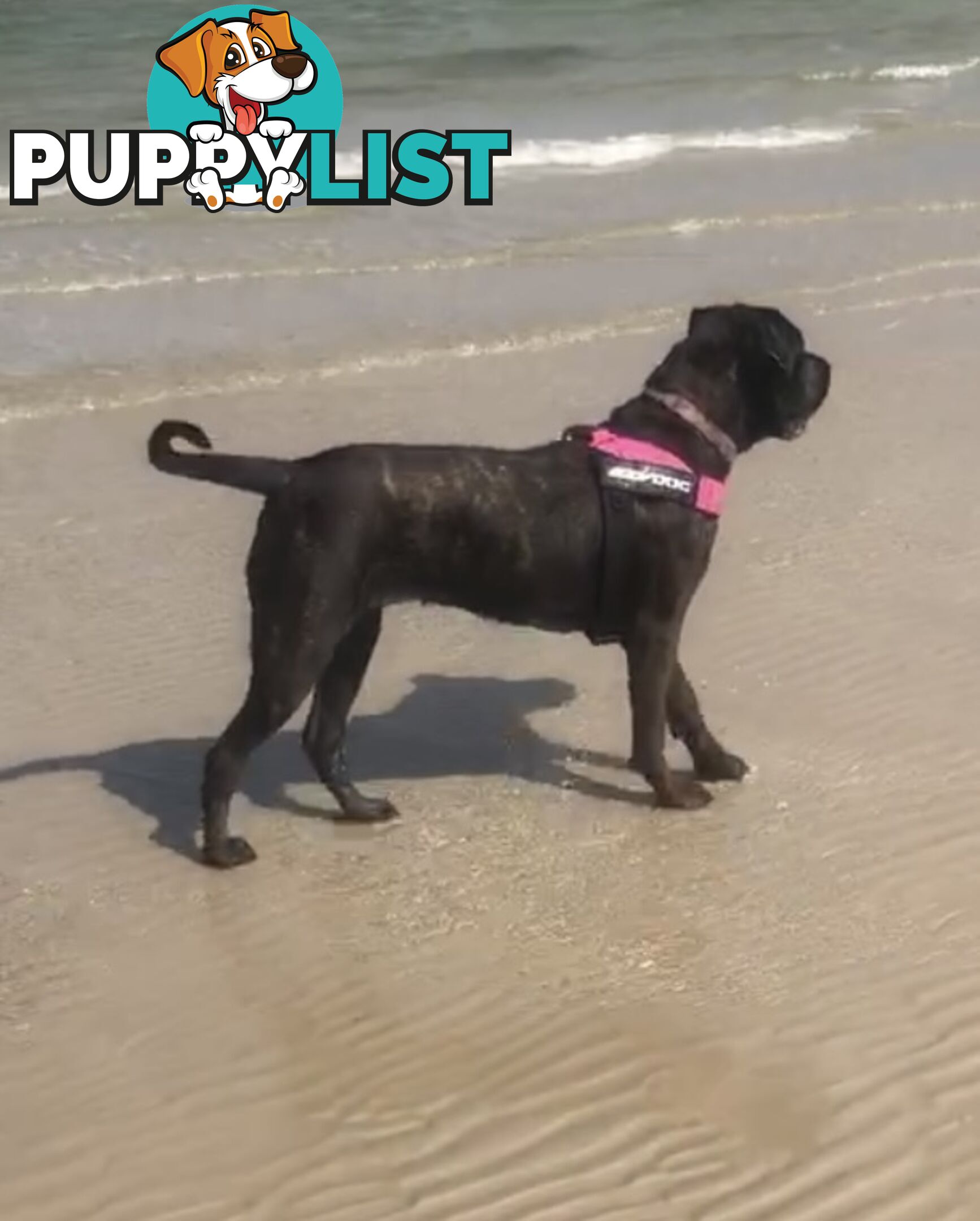 Cane Corso purebred puppies